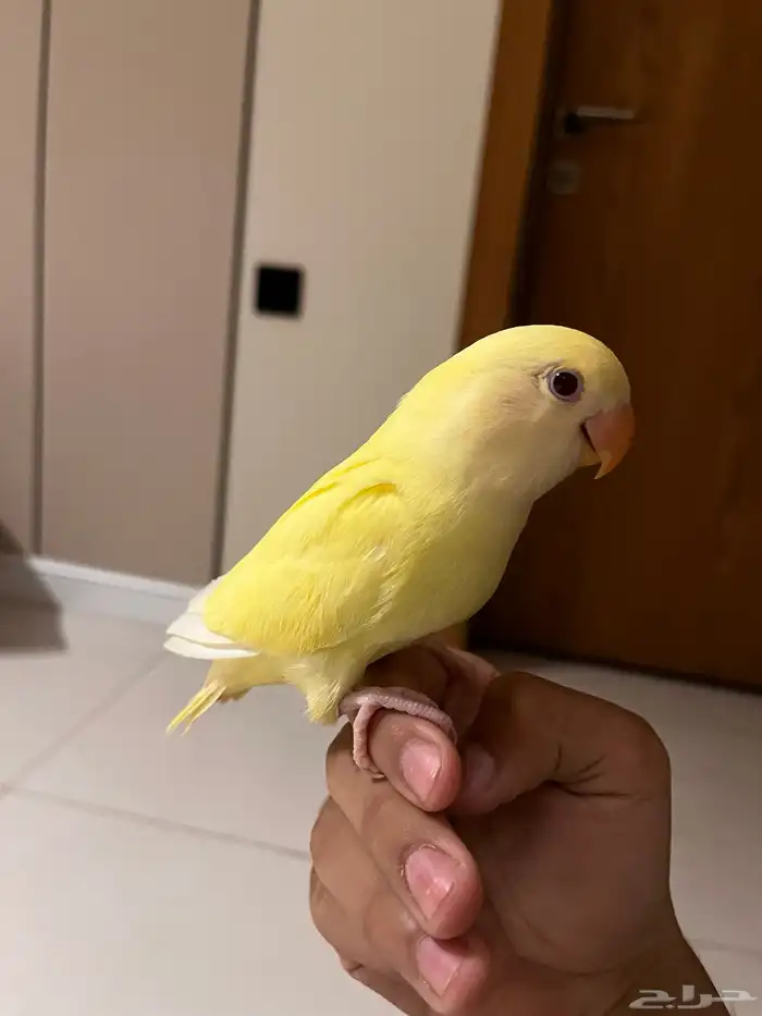 روز اليف جدا  و هدد داخلي وخارجي 2