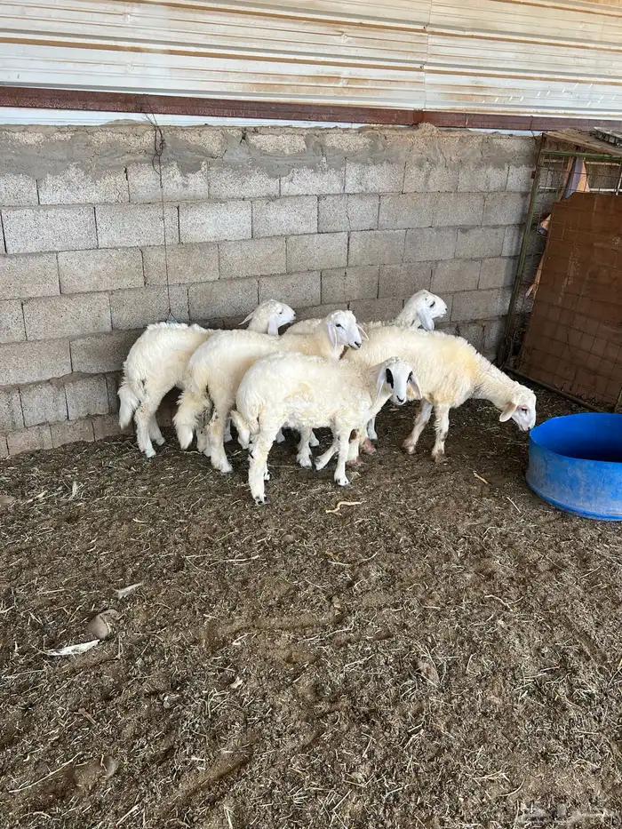 خرفان وتيس للبيع 5