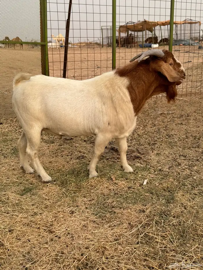 بورقوت دم صافي العمر ثني مشروط صحه وسلامه 1