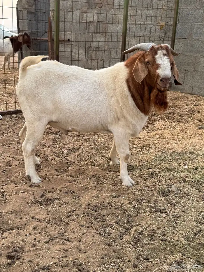 بورقوت دم صافي العمر ثني مشروط صحه وسلامه 3