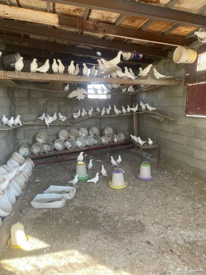 حمام فرنسي للبيع العدد ممكن 40 جوز او 50 جوز 2