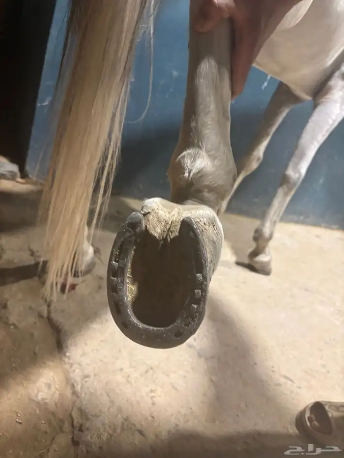 الخيل شعبي شيخخ 6