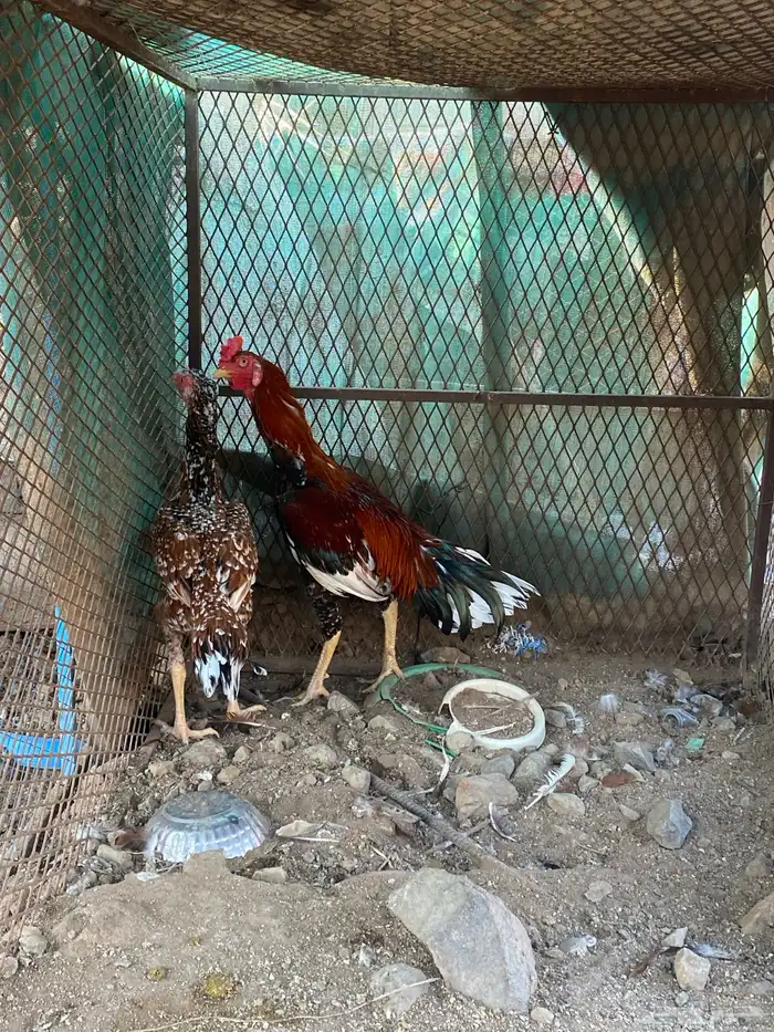 دجاج باكستاني 1