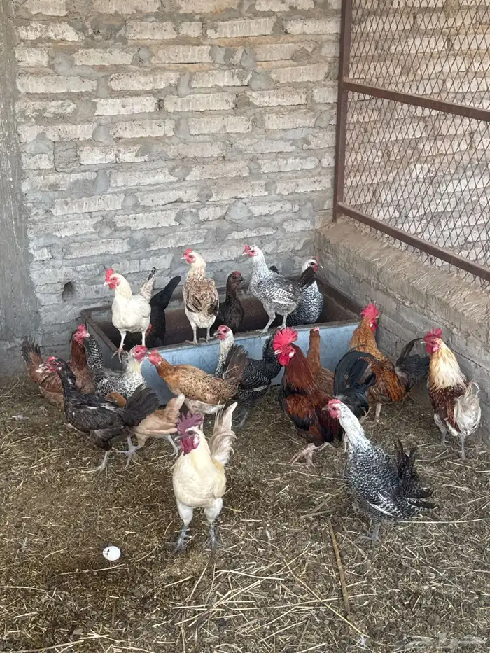 دجاج بلدي وفيومي 2