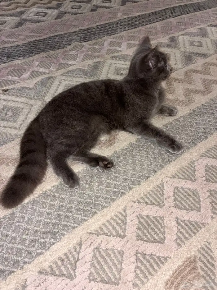 للبيع قطتين كبلز لون بلو سكوتش فولد وسكوتش ستريت 0