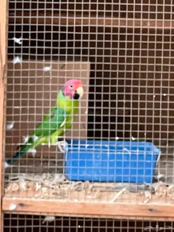 ببغاء بالم هد 2