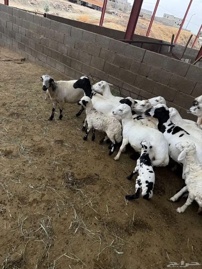 غنم مقاني صنف 0