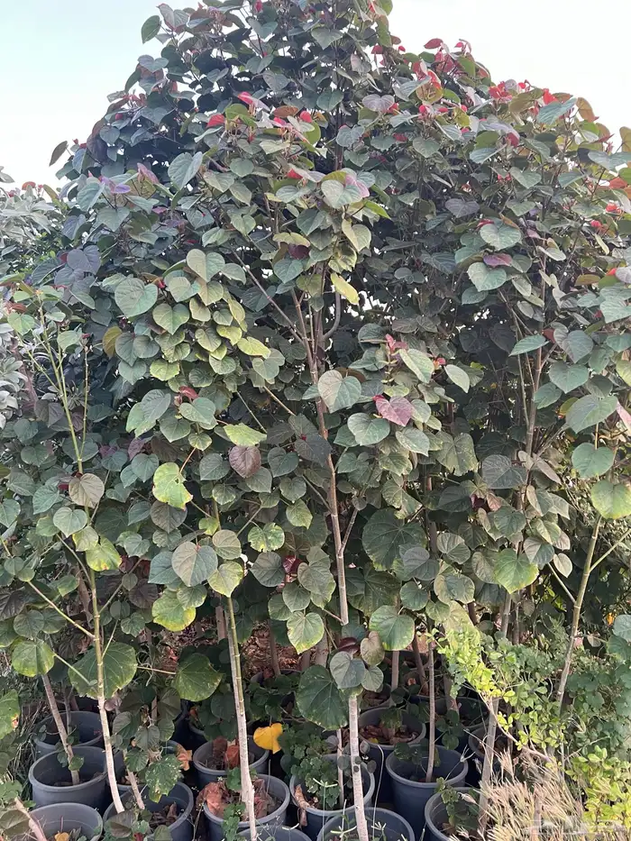 مشتل مؤسسة ميم للتشجير والزراعة جملة نيم نارجيل اشجار ظل 4