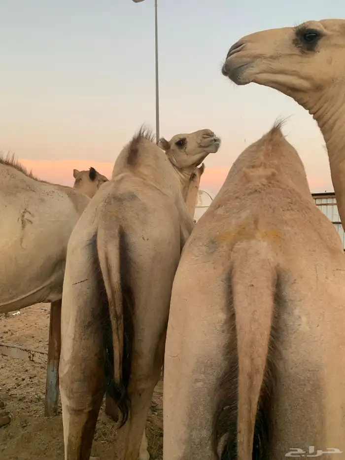 قعدان مرابي 5 شهور 0