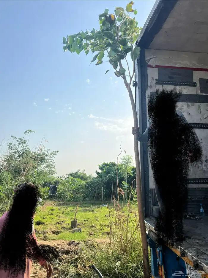 مشتل مؤسسة ميم للتشجير والزراعة جملة نيم نارجيل اشجار ظل 3