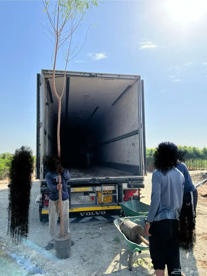 مشتل مؤسسة ميم للتشجير والزراعة جملة نيم نارجيل اشجار ظل 1