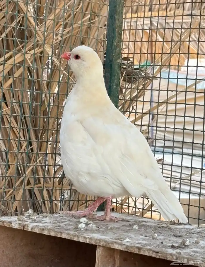 حجل بري 0