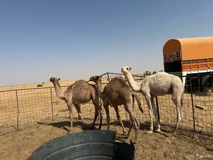 للبيع 6 قعدان اعمارهن من 6 شهور إلى 9 شهور سليمان شرط 2