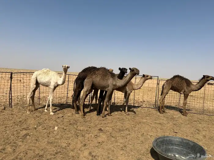 للبيع 6 قعدان اعمارهن من 6 شهور إلى 9 شهور سليمان شرط 6