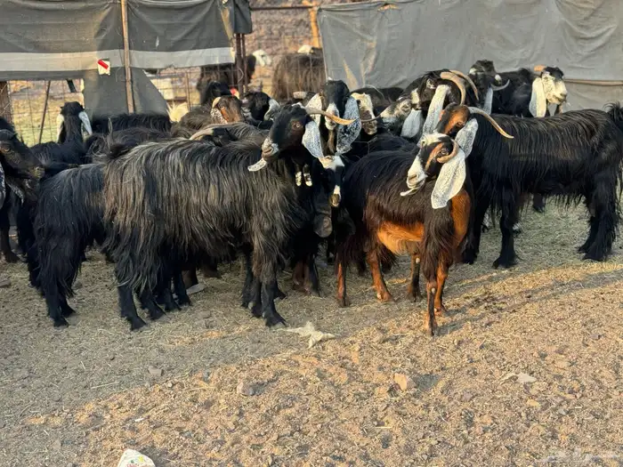 معزا عوارض وجفار 1