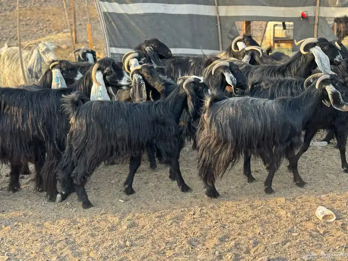 معزا عوارض وجفار 5