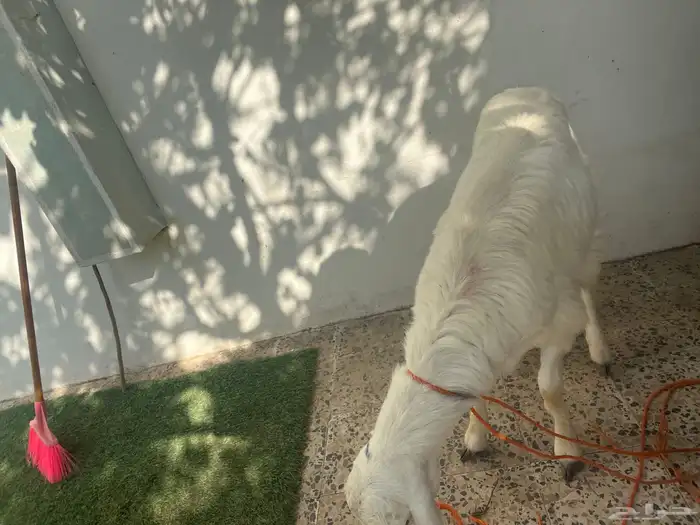 طلى رباع 0