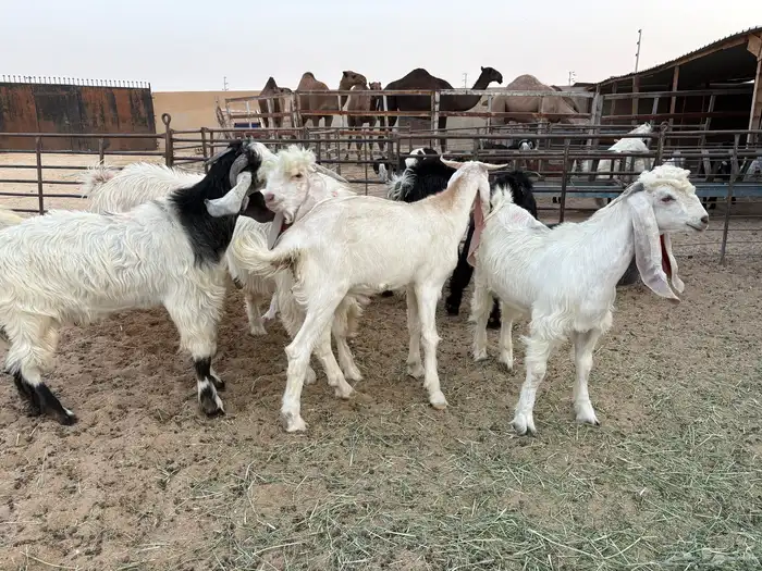تيوس جروم طيبه وشحم عدد 11 سومها 920 3