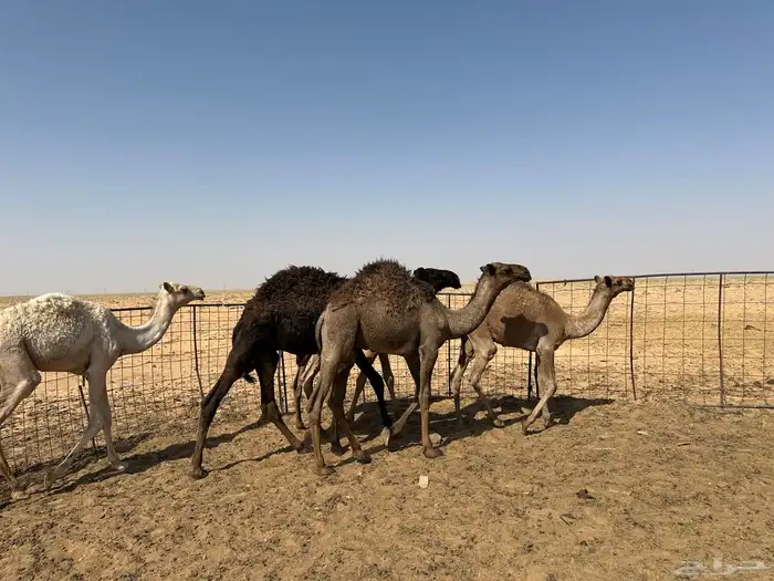 للبيع 6 قعدان اعمارهن من 6 شهور إلى 9 شهور سليمان شرط 7