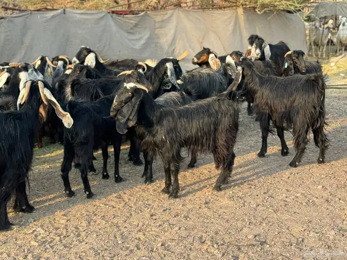 معزا عوارض وجفار 6
