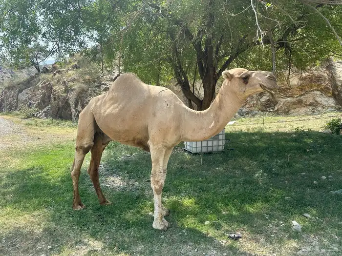 فحل للبيع 0