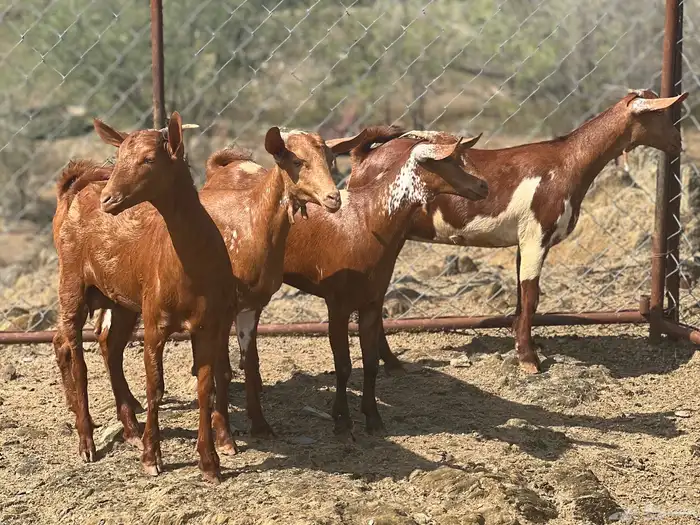 تأسيس مراح جفار دهم مع الفحل 3