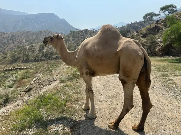 فحل للبيع 1