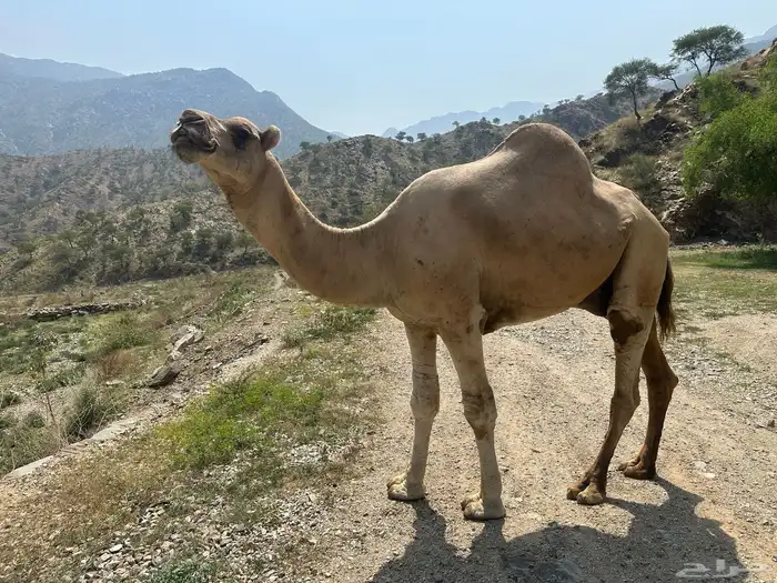 فحل للبيع 2