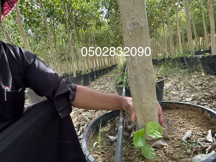 اشجار فكس امريكي   نيم   لبخ   لوز هندي   سدر   نجران 9