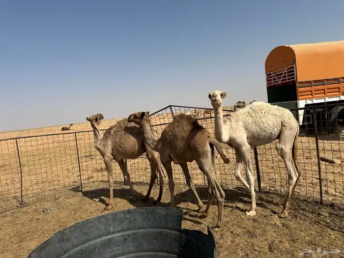 للبيع 6 قعدان اعمارهن من 6 شهور إلى 9 شهور سليمان شرط 9