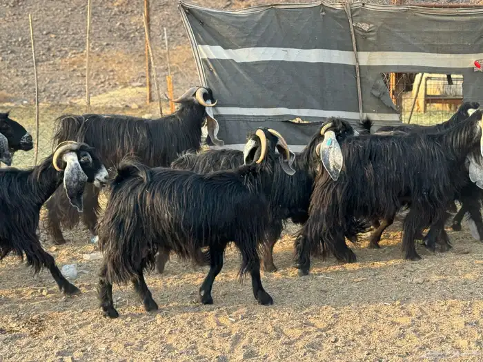 معزا عوارض وجفار 9