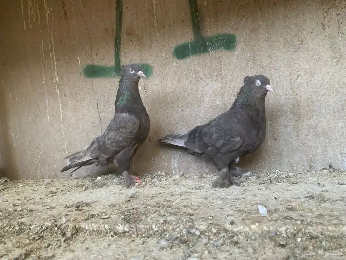 حمام تركي 3