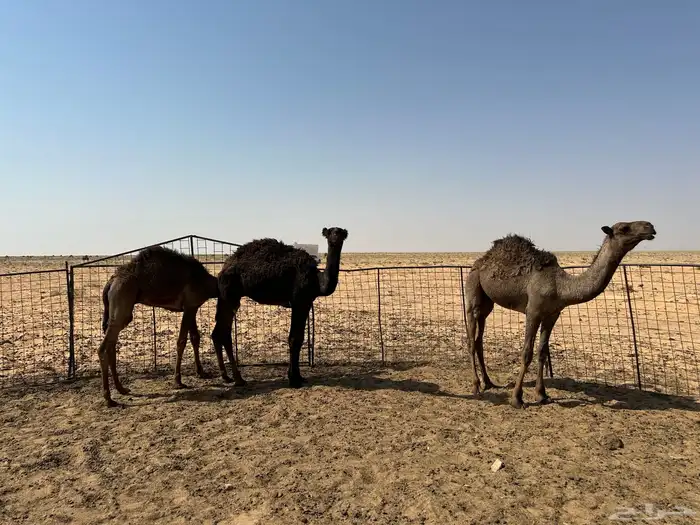 للبيع 6 قعدان اعمارهن من 6 شهور إلى 9 شهور سليمان شرط 0