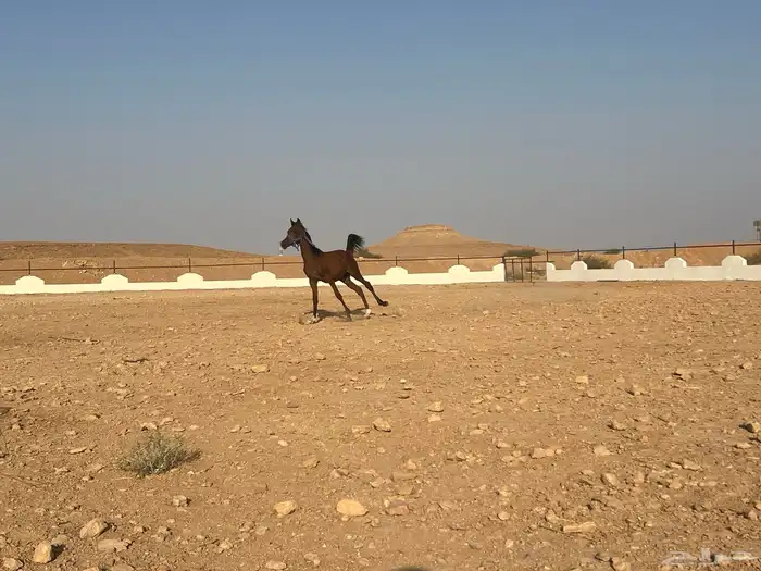 مهر واهو 7