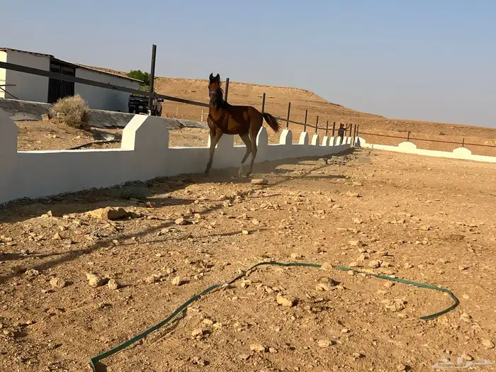 مهر واهو 4