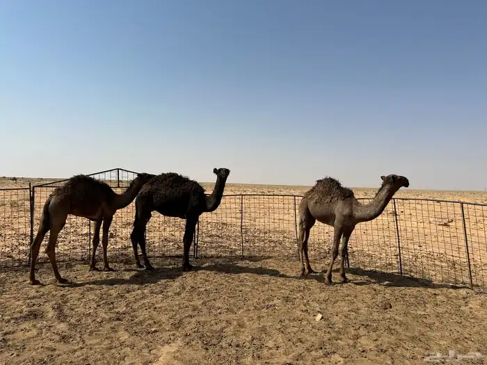 للبيع 6 قعدان اعمارهن من 6 شهور إلى 9 شهور سليمان شرط 1