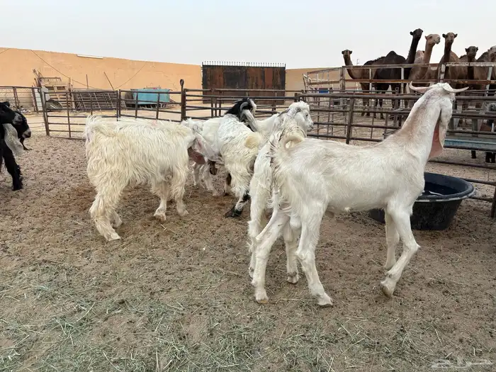 تيوس جروم طيبه وشحم عدد 11 سومها 920 7