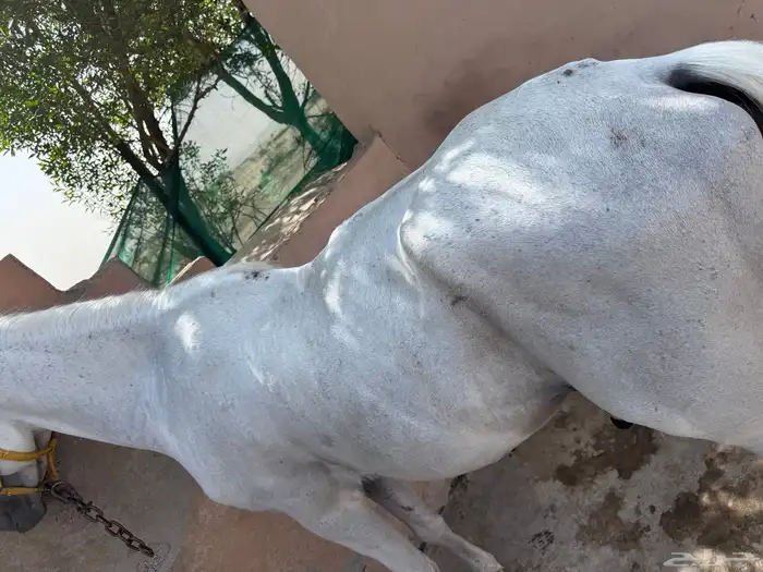 حصان شعبي 9