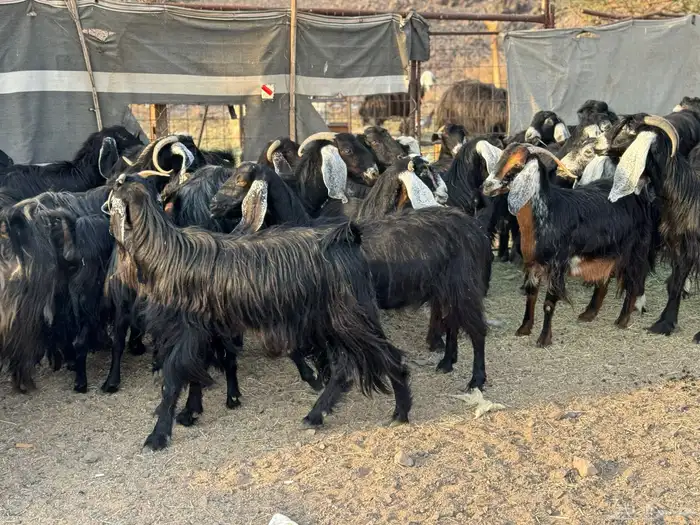 معزا عوارض وجفار 2