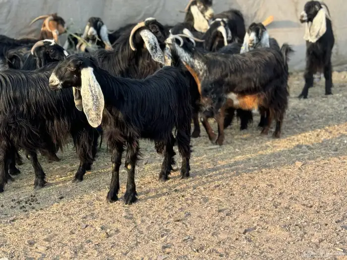 معزا عوارض وجفار 13