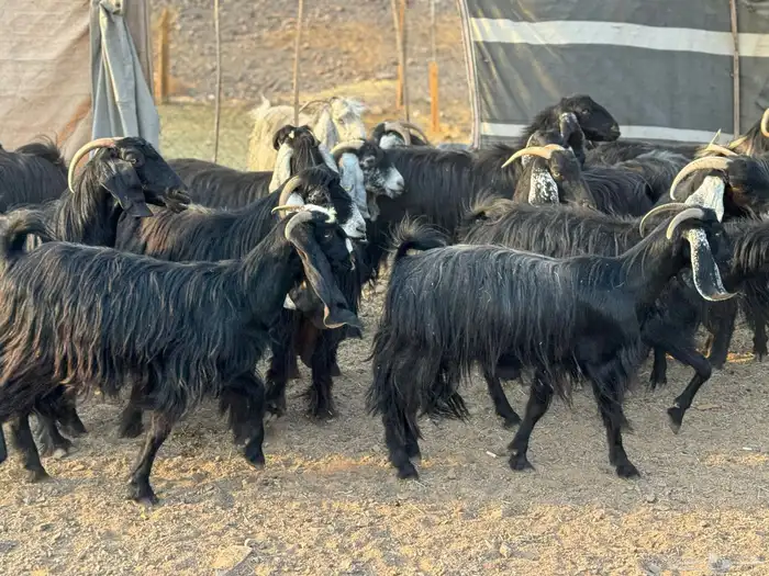 معزا عوارض وجفار 4