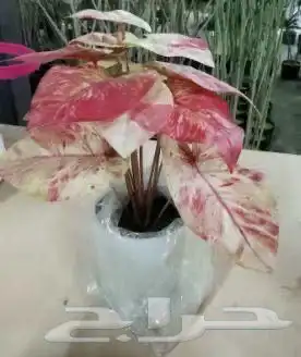 أشجار عرض اليوم الوطني 95 32