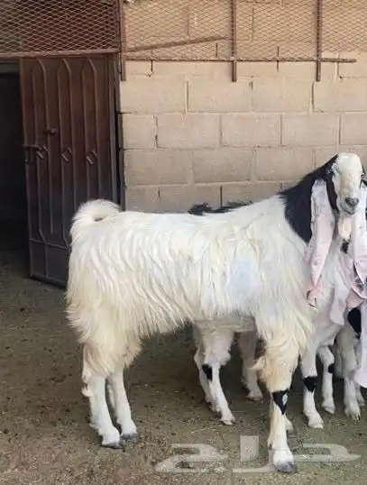 تيس هولندي صنف 4