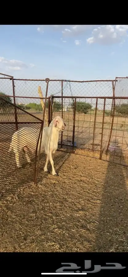 فحل اصفر ابرص السن مسوي يضرب شرط 0