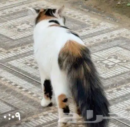 قطط للتبني اهم شي مخافة الله فيهم. اعمارهم 6شهور تقريبا. 0