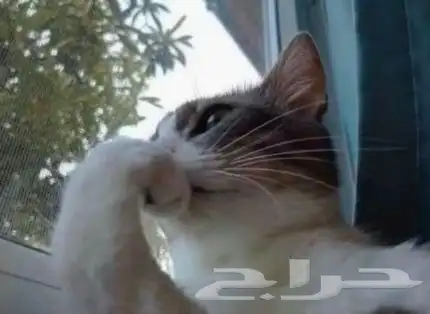 قطط كلاب طيور 2