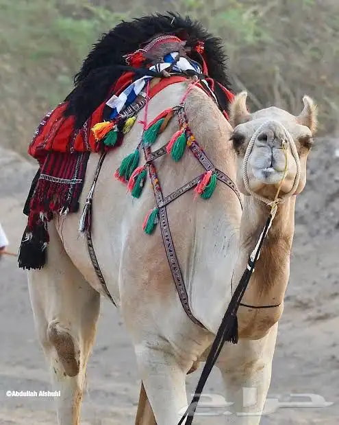 موجود عمانيه خلفه 0