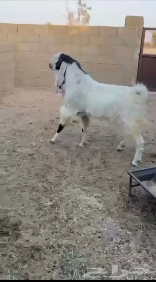 تيس هولندي صنف 3