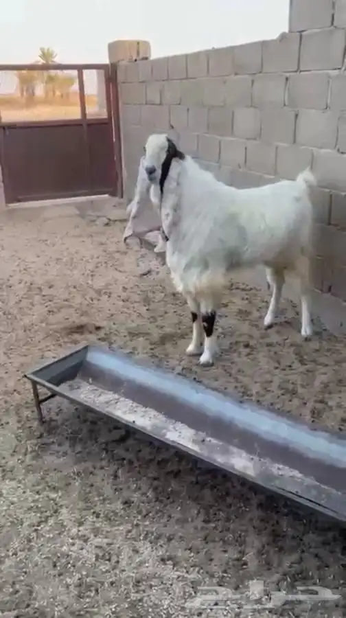 تيس هولندي صنف 1