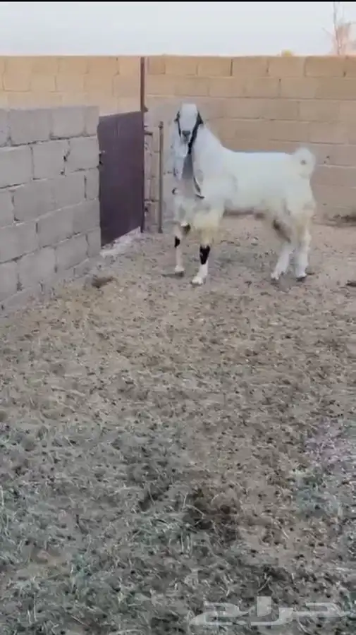 تيس هولندي صنف 0